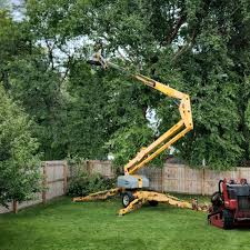 Best Hedge Trimming  in Belterra, TX