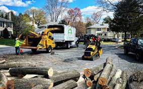 Best Lawn Disease Treatment  in Belterra, TX