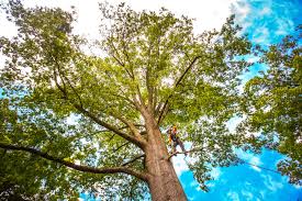 Best Soil Testing and Treatment  in Belterra, TX