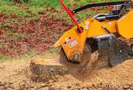 Trusted Belterra, TX Tree Removal Experts