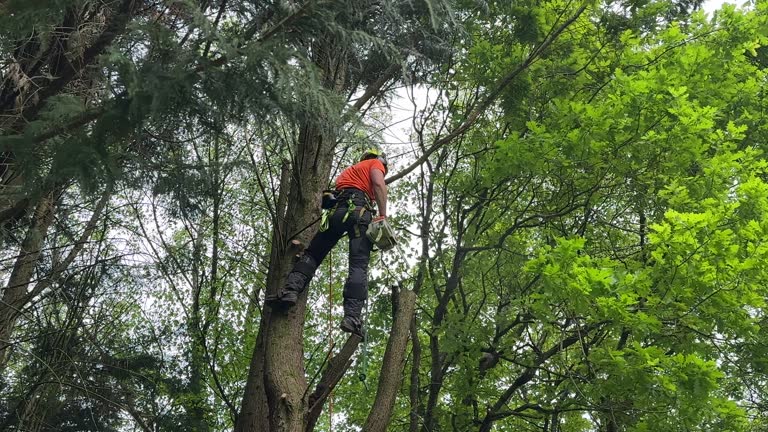 Best Tree Removal  in Belterra, TX