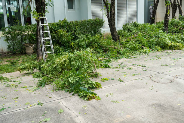 Best Tree Risk Assessment  in Belterra, TX