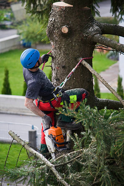 Best Utility Line Clearance  in Belterra, TX