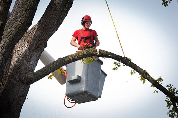 Best Storm Damage Tree Cleanup  in Belterra, TX