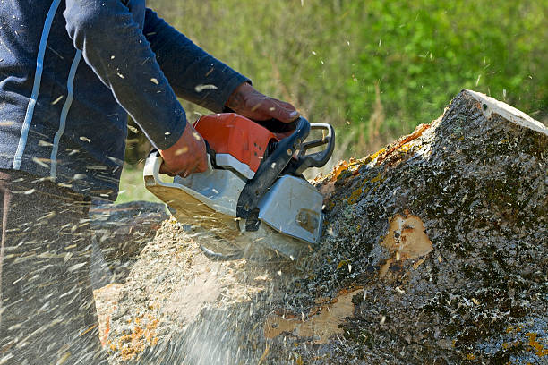 Best Lawn Maintenance Plans  in Belterra, TX