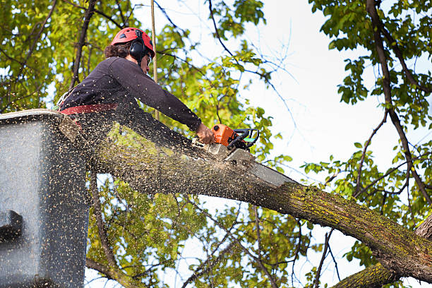 Best Tree Trimming and Pruning  in Belterra, TX