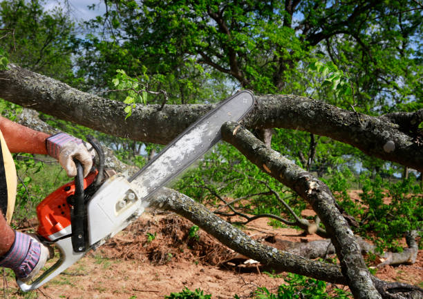Best Lot and Land Clearing  in Belterra, TX
